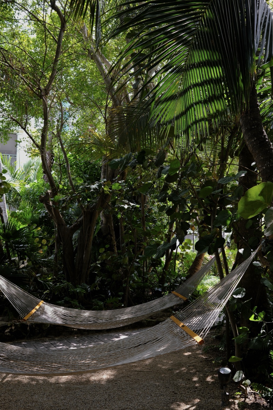Hammocks strung between palm trees in a tropical garden