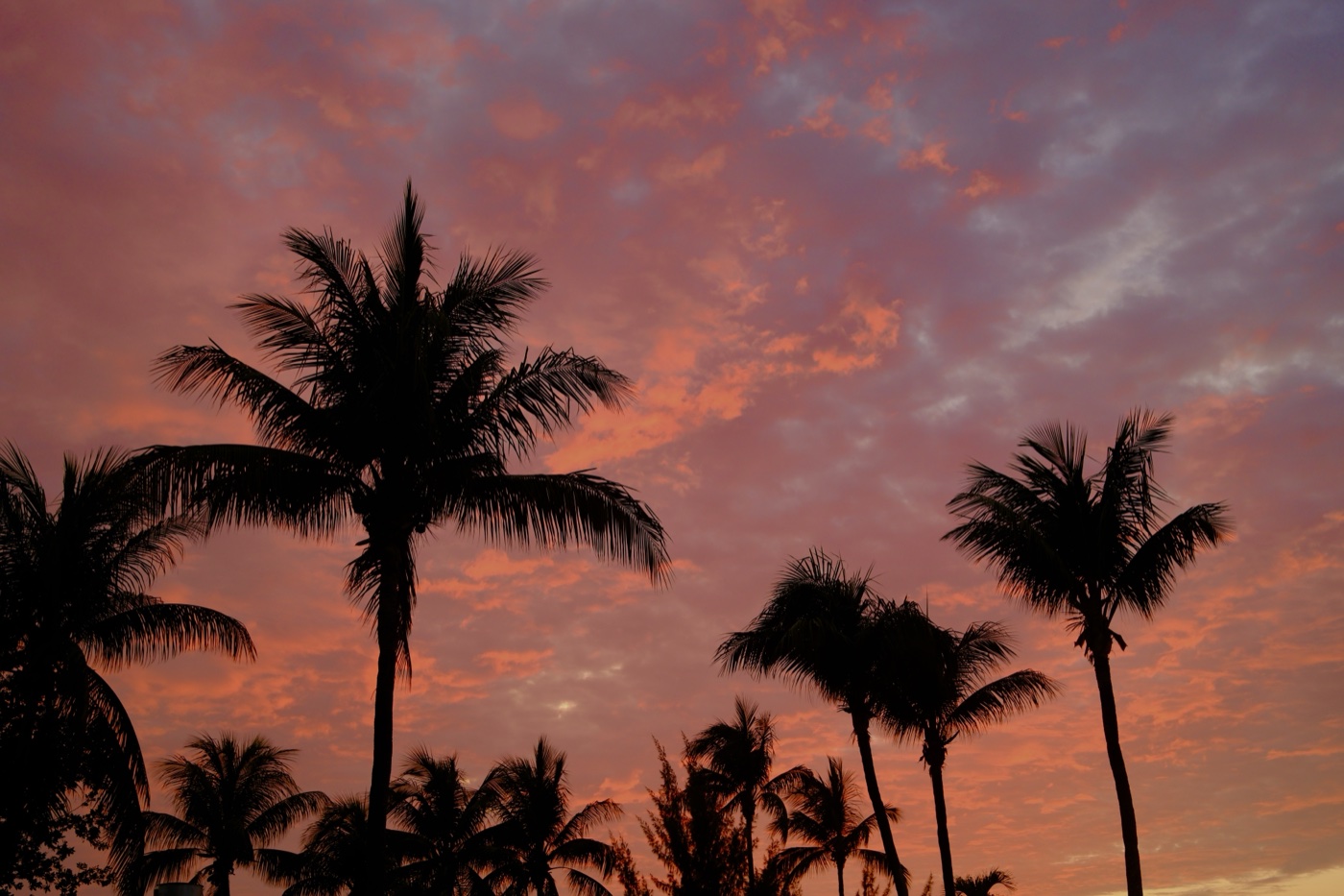 Palm tree silhouettes against a pink and orange dusk sky